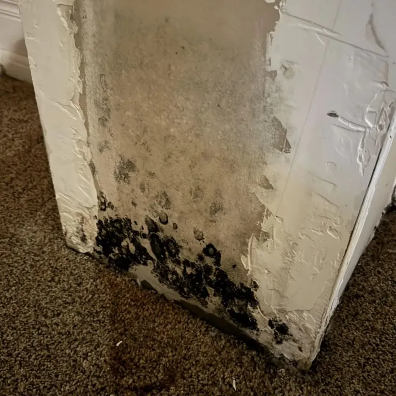 Professional Mold Removal in Alexander County, NC